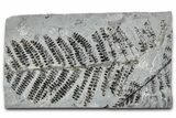 Carboniferous Fossil Fern (Pseudomariopteris) - France #378106-1